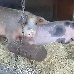 Quarto em Acomodações Particulares Pferdehof Oberegg *