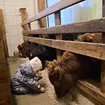 Pferdehof Oberegg Quarto em Acomodações Particulares