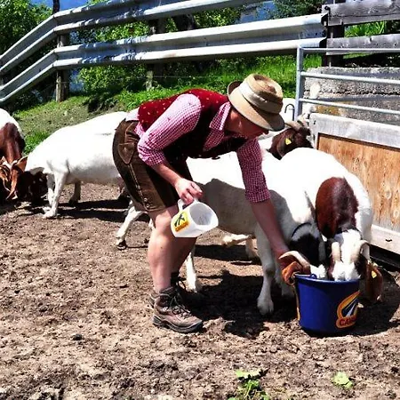 Homestay Pferdehof Oberegg Werfenweng