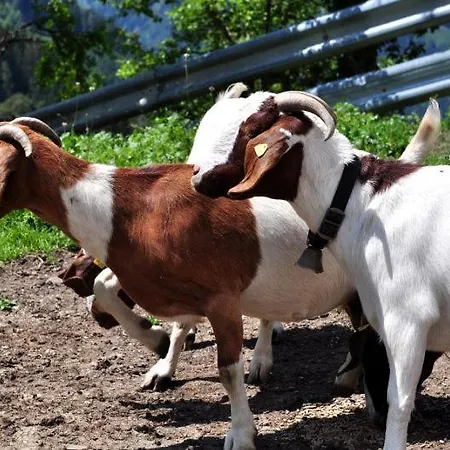Pferdehof Oberegg Werfenweng
