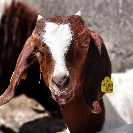 Pferdehof Oberegg Homestay Werfenweng