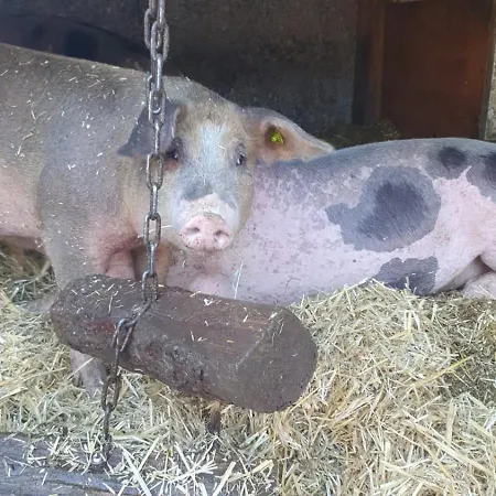 Kwatera prywatna Pferdehof Oberegg *