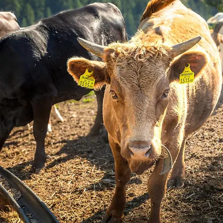 Ubytování v soukromí Pferdehof Oberegg Werfenweng