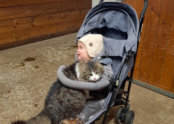 Homestay Pferdehof Oberegg Werfenweng